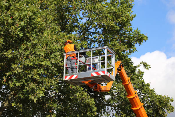 Large Tree Removal in Berrien Springs, MI